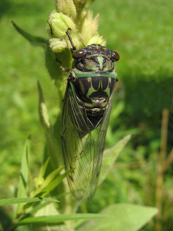 Neotibicen linnei (Linne's Cicada) photo by Roy Troutman 