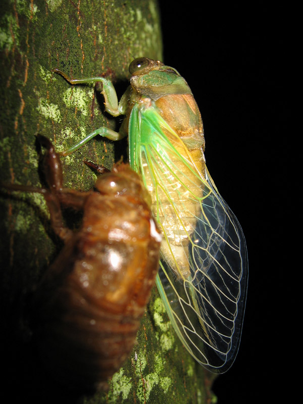 Teneral Neotibicen