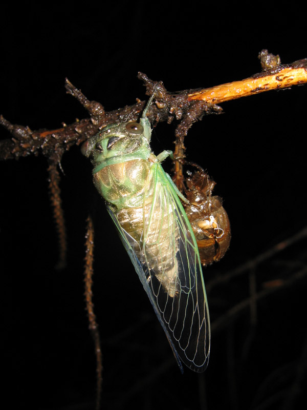 This one looks like a Neotibicen linnei or pruinosus. 