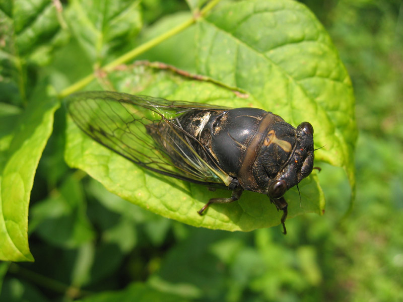 Here's two Neotibicen lyricen engelhardti photos by Roy Troutman from 2004. Probably taken in Ohio.