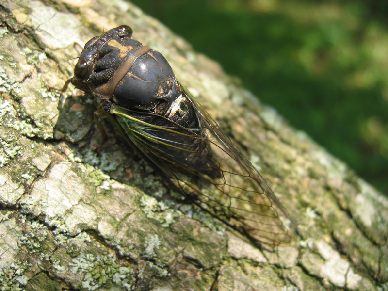 Here's two Neotibicen lyricen engelhardti photos by Roy Troutman from 2004. Probably taken in Ohio.