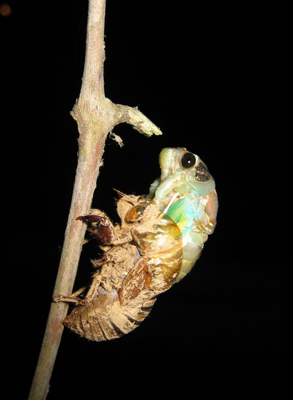 Molting Neotibicen cicada