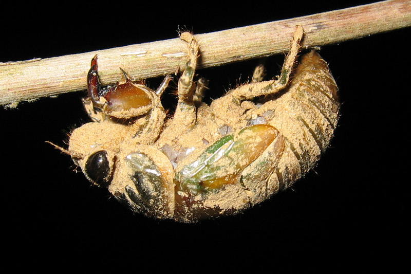 Molting Neotibicen cicada