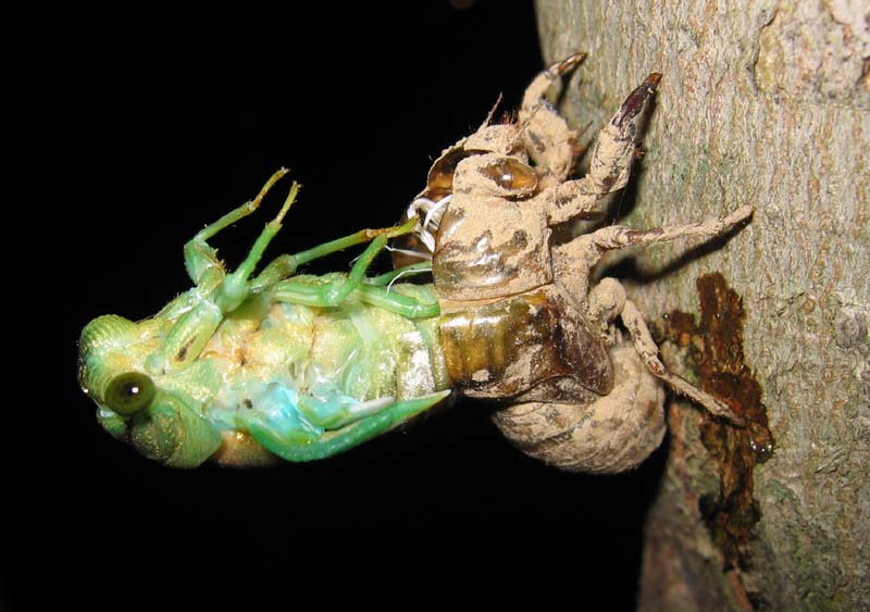 Molting Neotibicen cicada