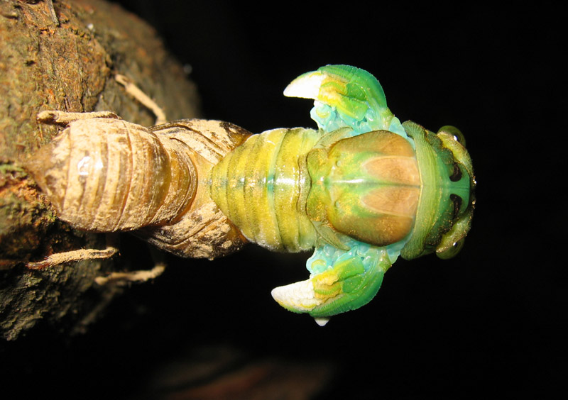 Molting Neotibicen cicada