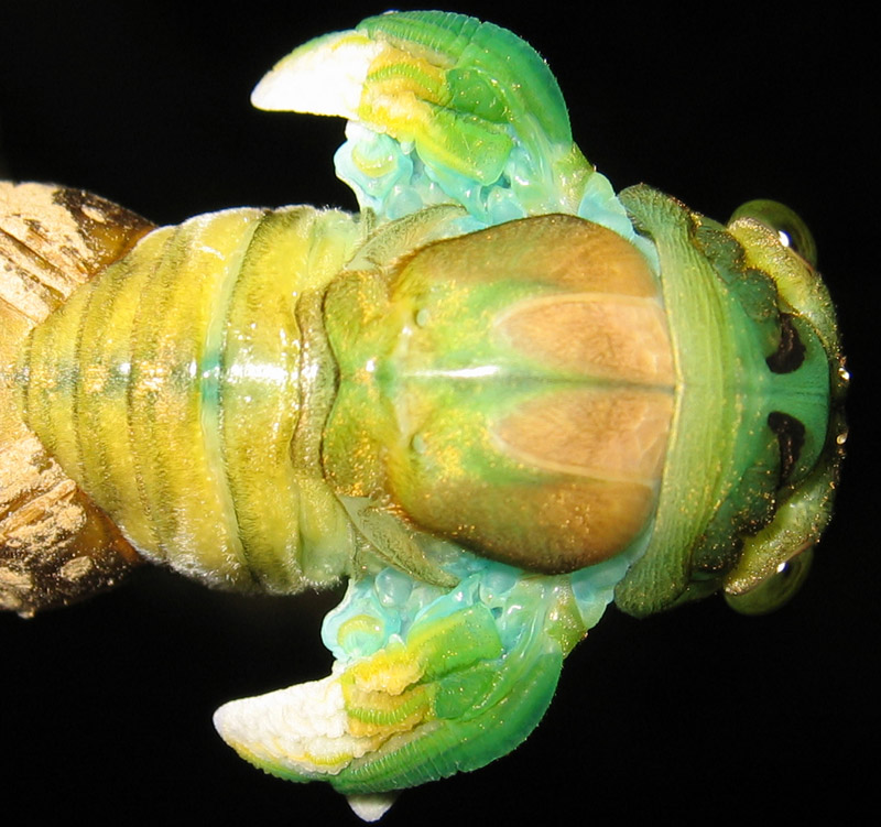 Molting Neotibicen cicada