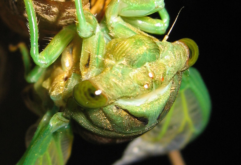 Molting Neotibicen cicada