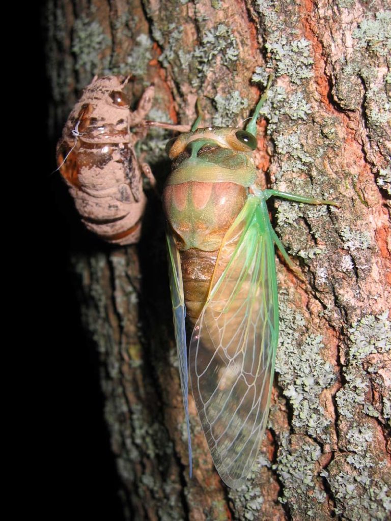 Molting Neotibicen cicada