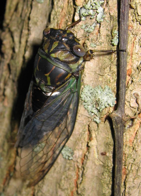 Roy. 2005. Neotibicen.