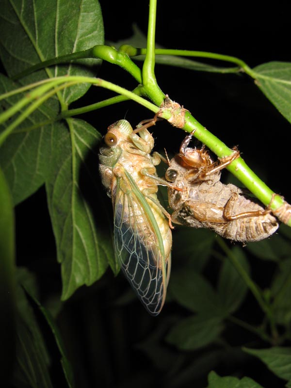 Roy. 2005. Neotibicen.