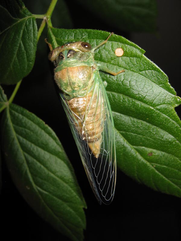 Roy. 2005. Neotibicen