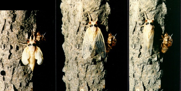 Molted cicada. Roy Troutman.