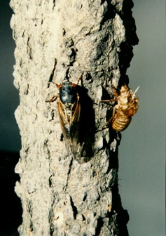 Adult & skin. Nymphs on a tree. Adult Magicicada. Roy Troutman.