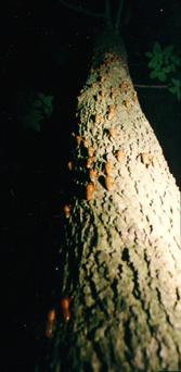 Nymphs on a tree. Adult Magicicada. Roy Troutman.