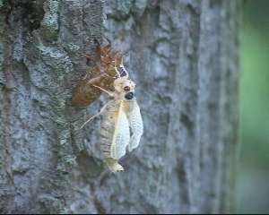 Molted cicada. Roy Troutman. 