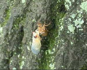 Molted cicada. Roy Troutman.