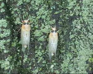 Molted cicadas. Roy Troutman.