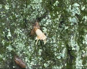 Molting cicada. Roy Troutman. 