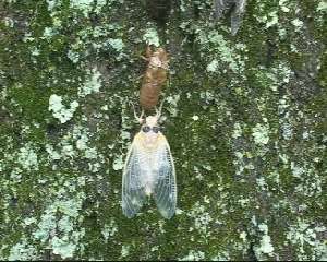 Molted cicadas. Roy Troutman.