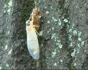 Molted cicadas. Roy Troutman.