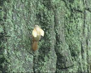 Molting cicada. Roy Troutman. 