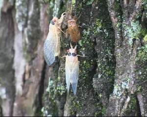 Molted cicadas. Roy Troutman.