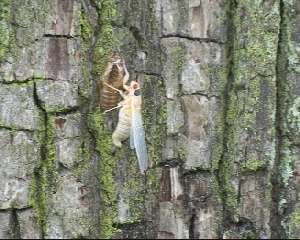 Molted cicada. Roy Troutman.