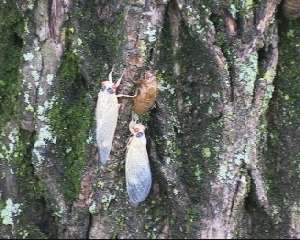 Molted cicada. Roy Troutman.