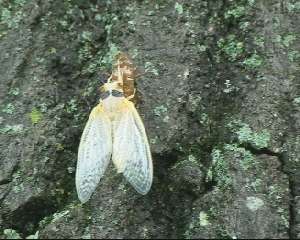 Molted cicada. Roy Troutman.