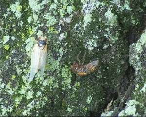 Molted cicada. Roy Troutman.