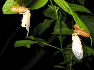 Molted cicada. Roy Troutman.