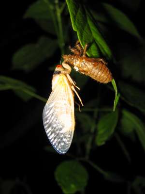 Molted cicada. Roy Troutman.