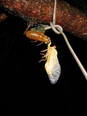 Molted cicada. Roy Troutman.