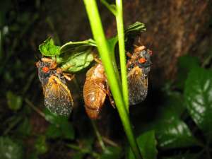 Adult cicadas. Roy Troutman.