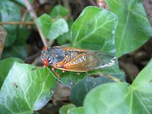 Adult cicada. Roy Troutman.