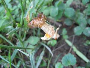 Molting cicada. Roy Troutman.