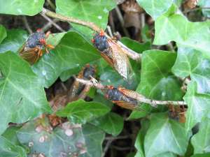 Adult cicadas. Roy Troutman.