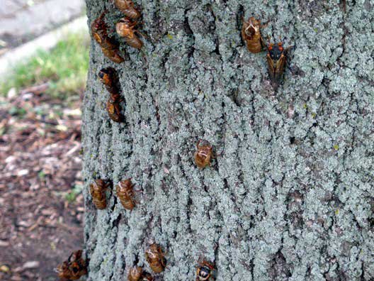 Magicicada on a tree