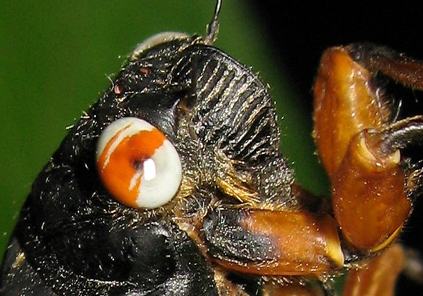 Magicicada with unusual eye colors. Roy Troutman. Brood XIV. 