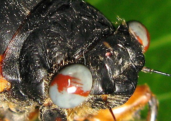 Magicicada with unusual eye colors. Roy Troutman. Brood XIV. 