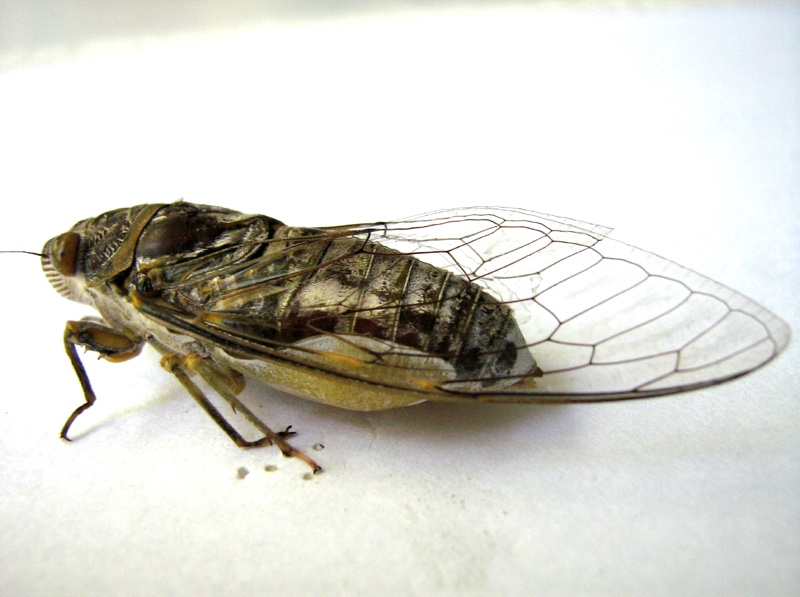 Tymbals of the cicada of Genus Dundubia by Santisuk Vibul. Thailand. 2008.