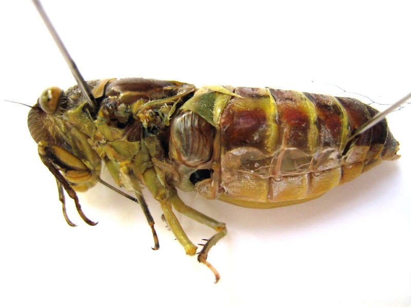 Tymbals of the cicada of Genus Dundubia by Santisuk Vibul. Thailand. 2008.