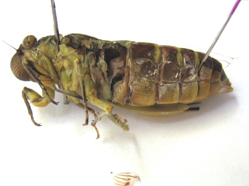 Tymbals of the cicada of Genus Dundubia by Santisuk Vibul. Thailand. 2008.