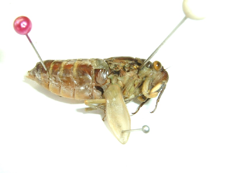 Tymbals of the cicada of Genus Dundubia by Santisuk Vibul. Thailand. 2008.