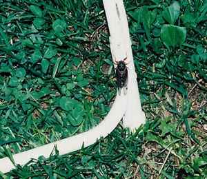 A cicada creeping up a wedding chair leg during the ceremony