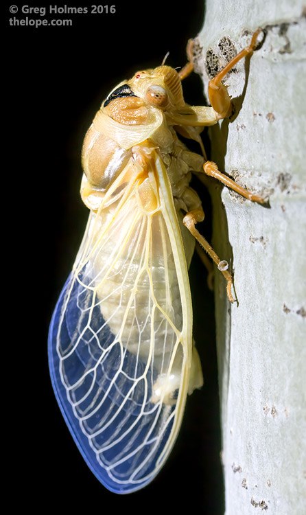 M. dorsatus; teneral; copyright Greg Holmes