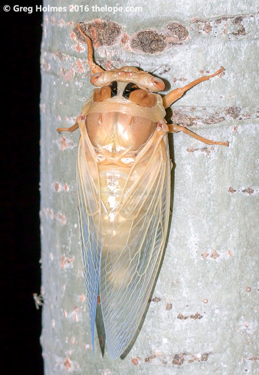 M. dorsatus; teneral; copyright Greg Holmes