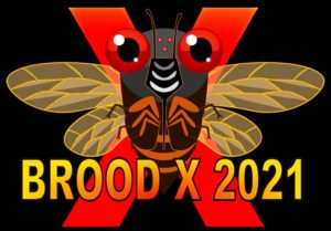 Brood X 2021