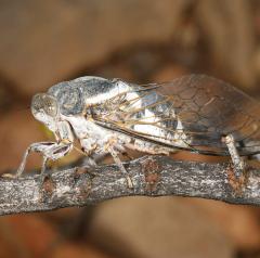 Common Cactus Dodger