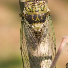 Green Winged Cicada